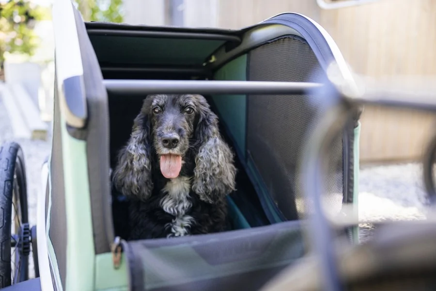 Thule Bexey para Mascotas Hazy Green L + Kit Strolling